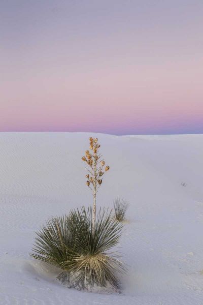 New Mexico, White Sands NM Yucca plant at sunset